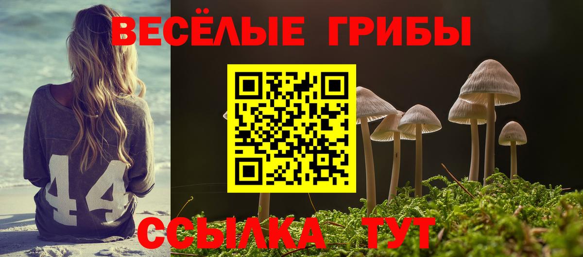 Псилоцибиновые грибы GOLDEN TEACHER Кисловодск